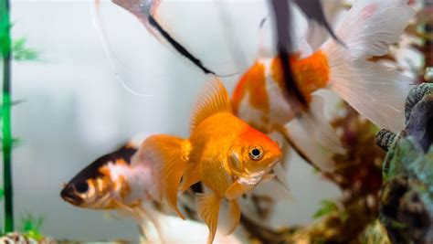 養魚|第一次養魚入門 新手飼養教學 – 寵物百科